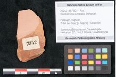 Foto (Objekt + Etikett) von Glyptostrobus europaeus Brongniart (NHMW-GEO-2024-0188-7952)